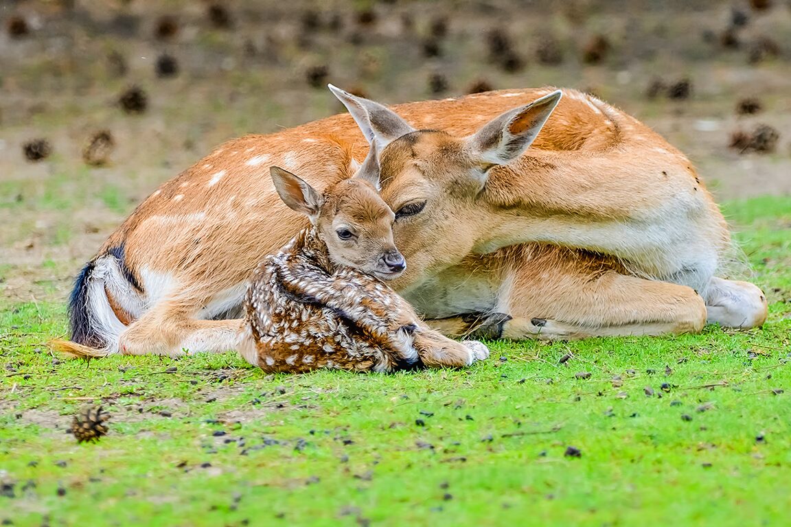 au milieu des animaux