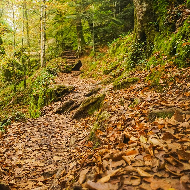decouvrez la foret de huelgoat