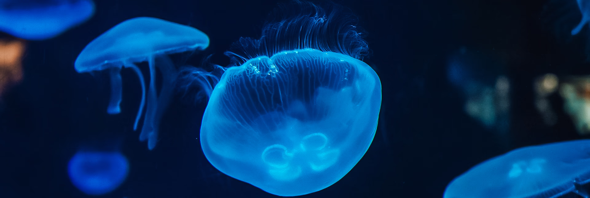 marinarium a concarneau