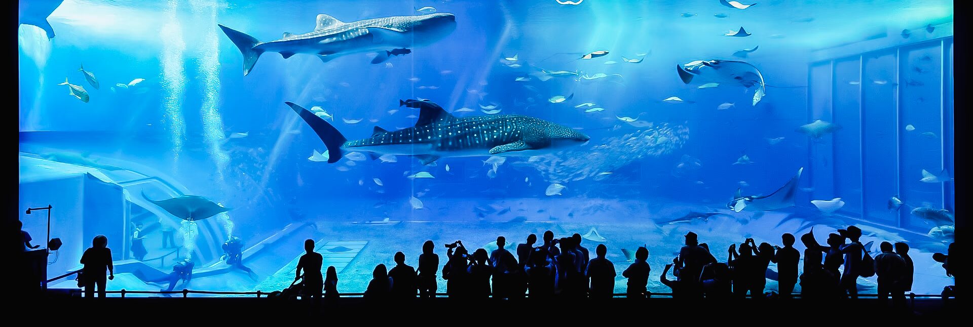 oceanopolis a brest parc de decouverte des oceans