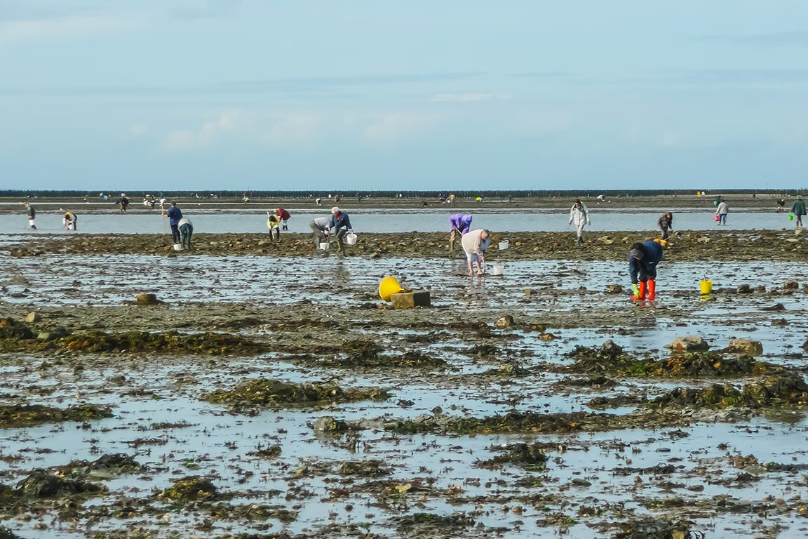 peche a pied activite incontournable en bretagne