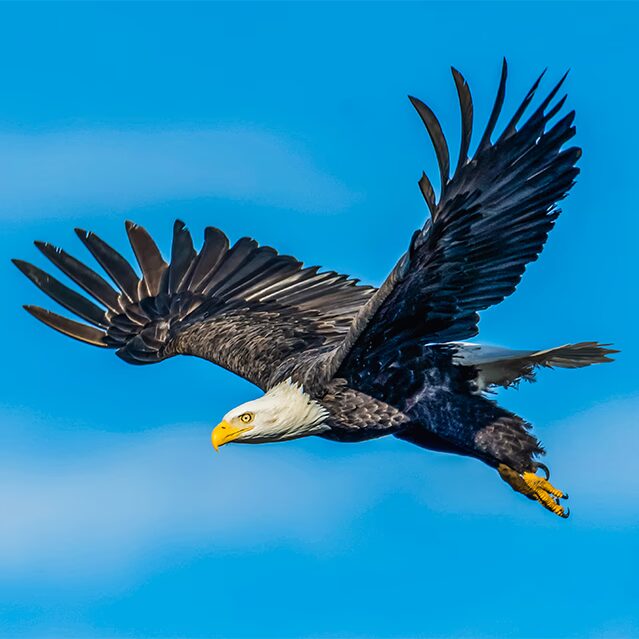 spectacles d oiseaux a audierne